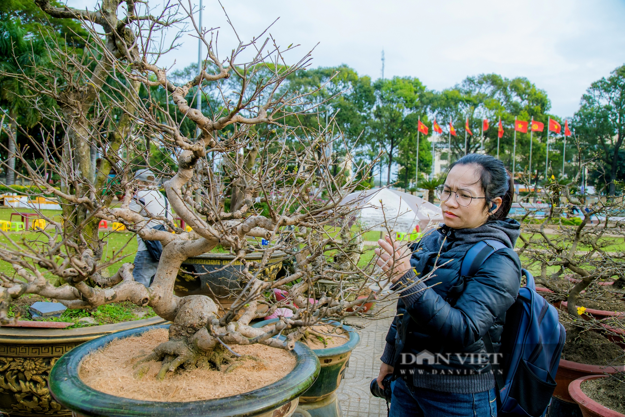 Đắk Lắk: Mai vàng “đỏng đảnh” trước cái lạnh, người trồng lao đao, thị trường chao đảo- Ảnh 7.